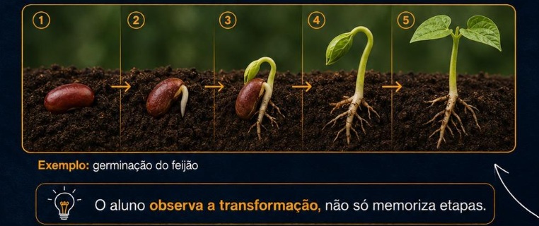 Imagem educativa mostrando a sequência temporal da germinação do feijão em cinco etapas, desde a semente no solo até o crescimento da muda com folhas